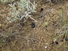 Карабус-венгерский_2